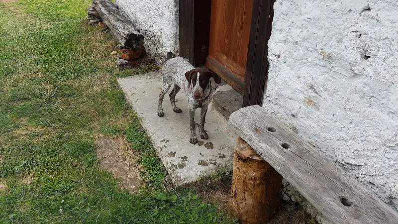 Canile Taverne — Katzenpension, Taverne, Tessin. Foto 3
