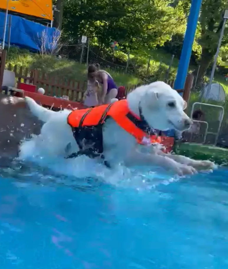 Cinofila Amici a 6 Zampe — Pension pour chats, Castel San Pietro, Tessin. Foto 2