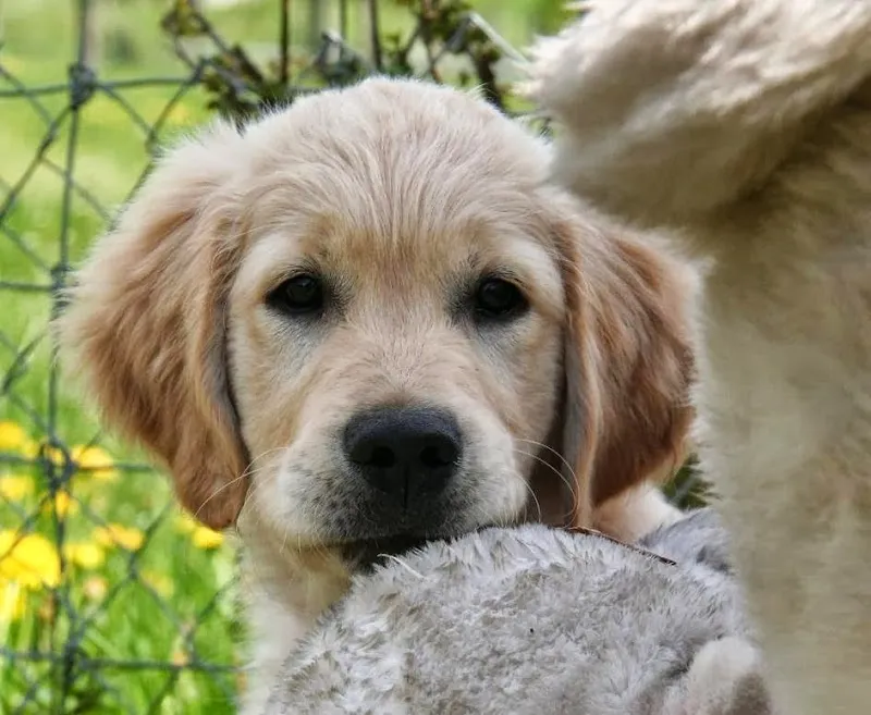 Cinofila Amici a 6 Zampe — Pension pour chats, Castel San Pietro, Tessin. Foto 3