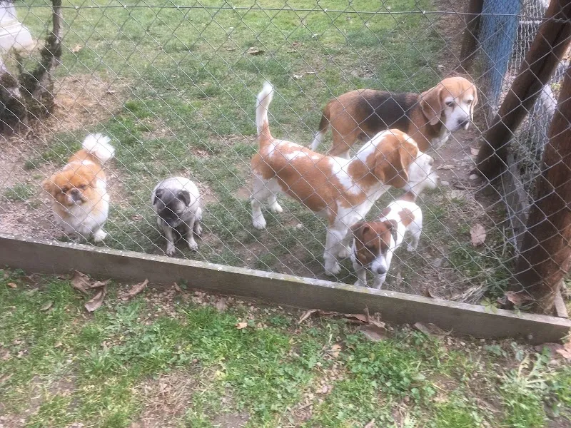 Fasciani Leonardo — Katzenpension in Giubiasco, Tessin. Bewertung 1.0/5.