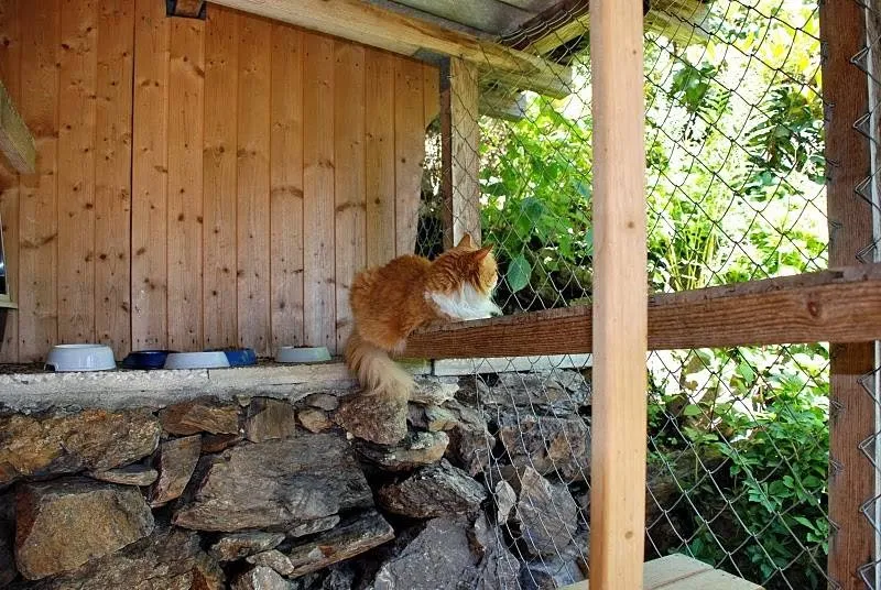 Gattile Pipistrello — Katzenpension in Lopagno, Tessin. Bewertung 4.4/5.
