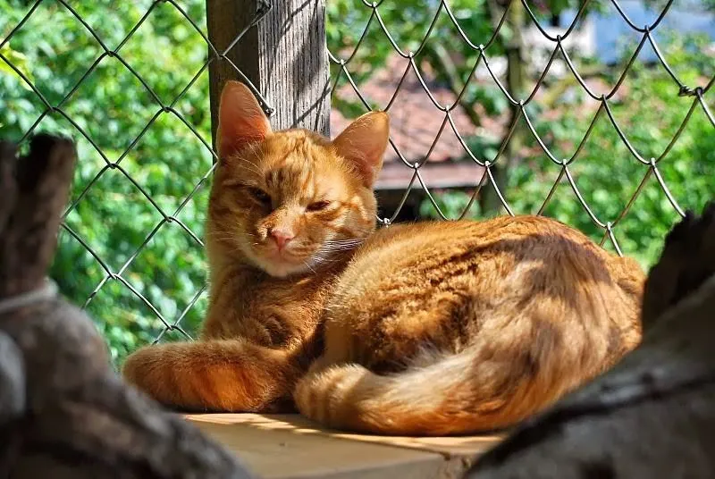 Gattile Pipistrello — Pension pour chats, Lopagno, Tessin. Foto 2