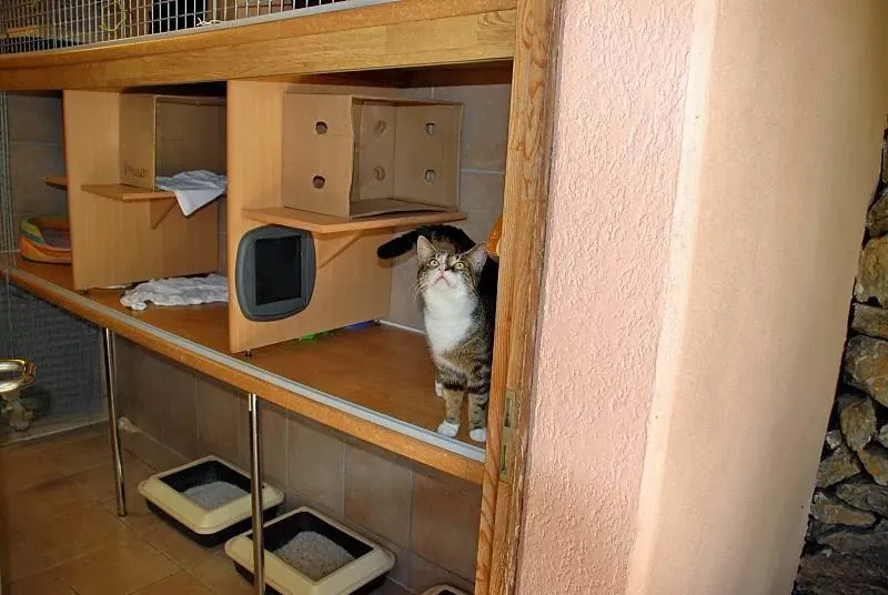 Gattile Pipistrello — Pension pour chats, Lopagno, Tessin. Foto 3