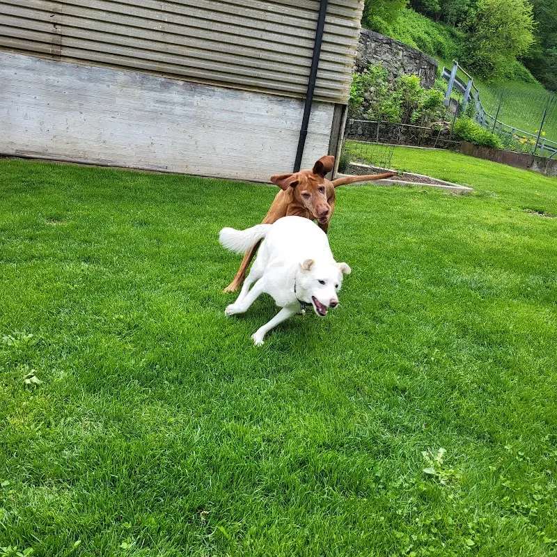 La Dolce Vita — Pension pour chats, Lottigna, Tessin. Foto 2