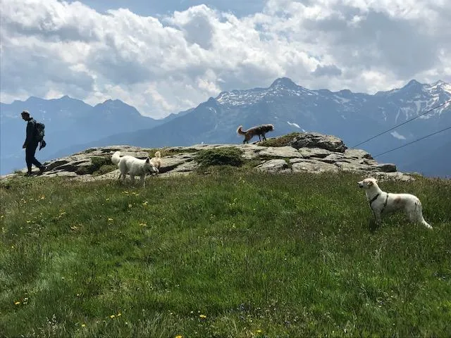 MondoCane - VitadaGatti — Pension pour chats, Gnosca, Tessin. Foto 2
