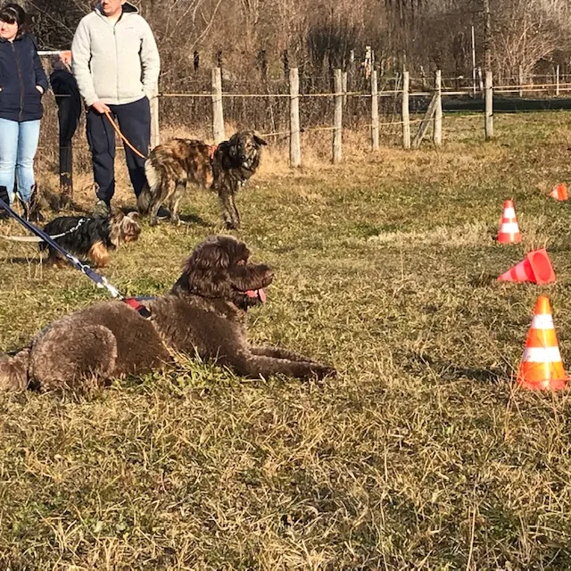 MondoCane - VitadaGatti — Pension pour chats, Gnosca, Tessin. Foto 3