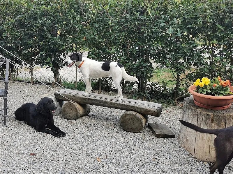Paradiso dei Cani Sagl — Pension pour chats, Medeglia, Tessin. Foto 2