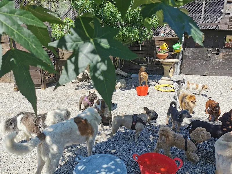 Paradiso dei Cani Sagl — Pension pour chats, Medeglia, Tessin. Foto 3