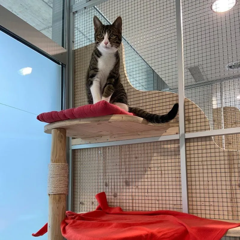 Pensione Gatti Al Piano — Katzenpension in Contone, Tessin. Bewertung 3.0/5.