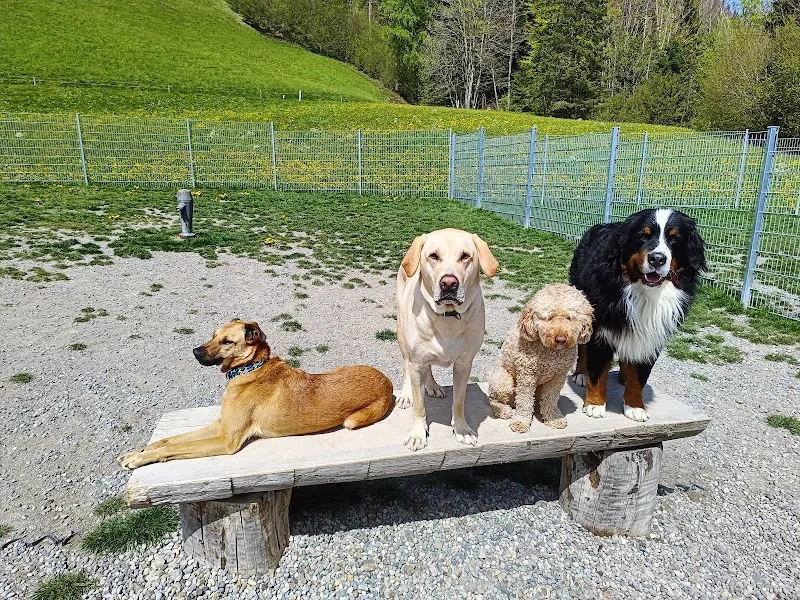 Hundezentrum Bächlihof — Katzenpension, Bächli (Hemberg), St. Gallen. Foto 2