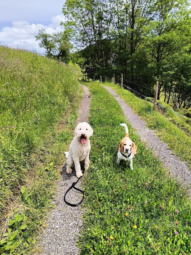 Hundezentrum Bächlihof — Katzenpension, Bächli (Hemberg), St. Gallen. Foto 3