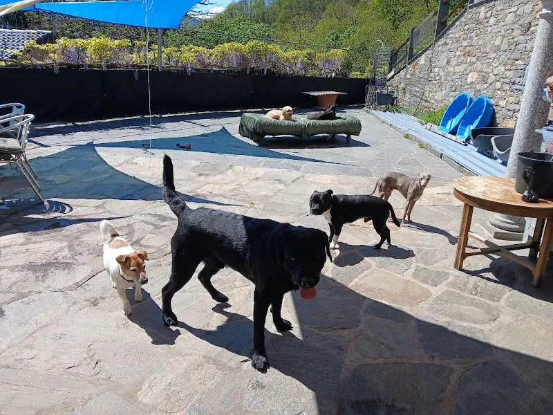 Pensione per cani - Privata - Cà Seûra - di Katja Giovannoni — Katzenpension, Brione sopra Minusio, Tessin. Foto 2