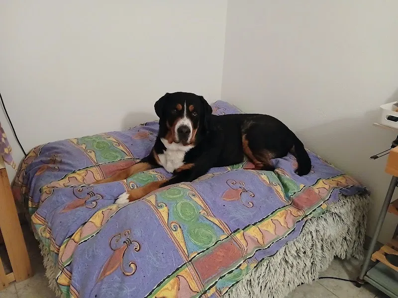 Pensione per cani - Privata - Cà Seûra - di Katja Giovannoni — Katzenpension, Brione sopra Minusio, Tessin. Foto 3