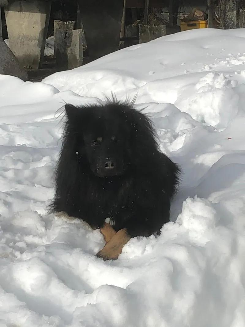 Pensione per cani Parco della Breggia — Pension pour chats, Morbio Superiore, Tessin. Foto 3
