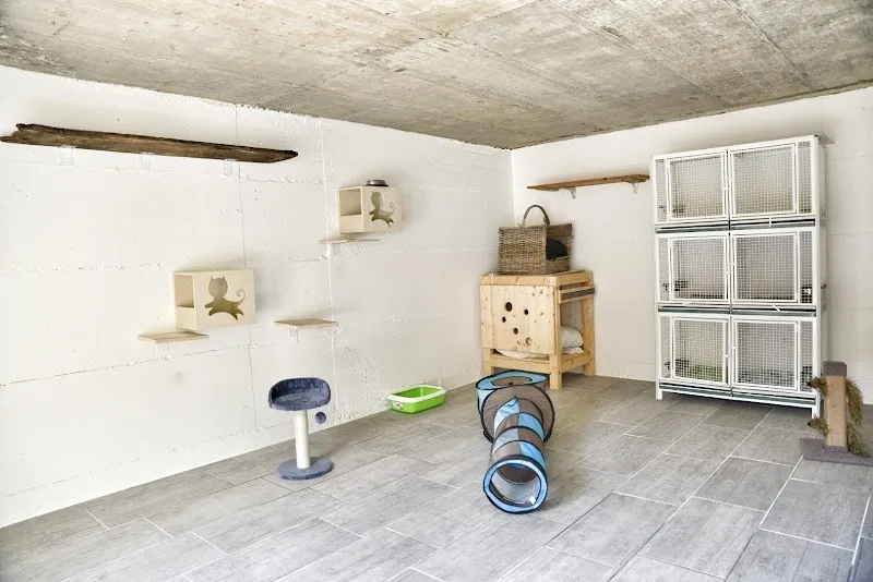 Pensione per gatti — Pension pour chats, Lugano, Tessin. Foto 2