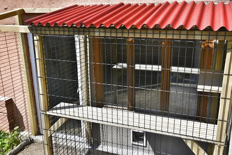 Pensione per gatti — Pension pour chats, Lugano, Tessin. Foto 3