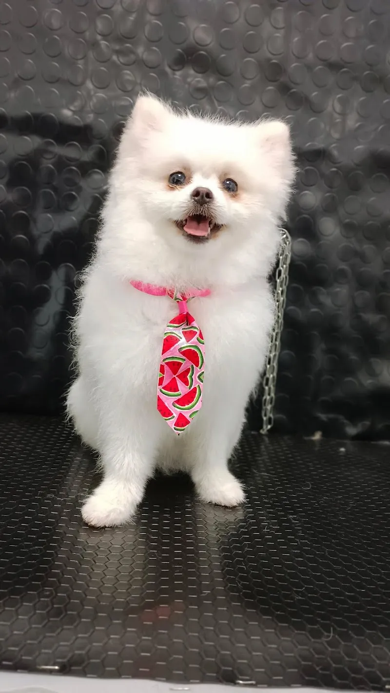 STELLE A 4 ZAMPE — Pension pour chats, Chiasso, Tessin. Foto 2