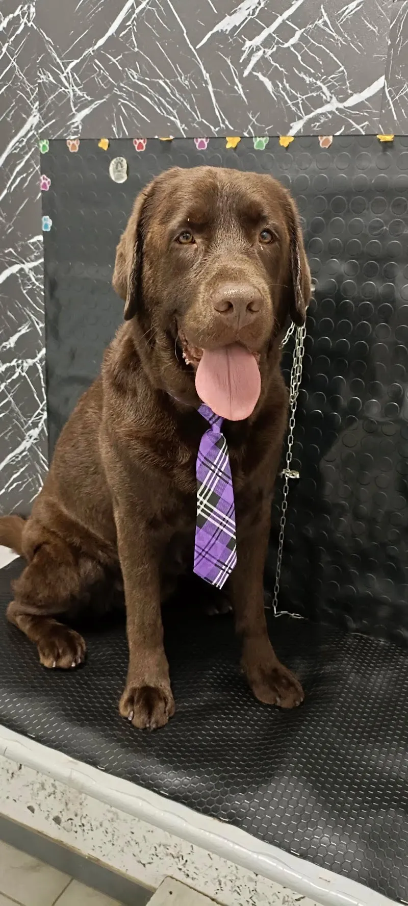 STELLE A 4 ZAMPE — Pension pour chats, Chiasso, Tessin. Foto 3