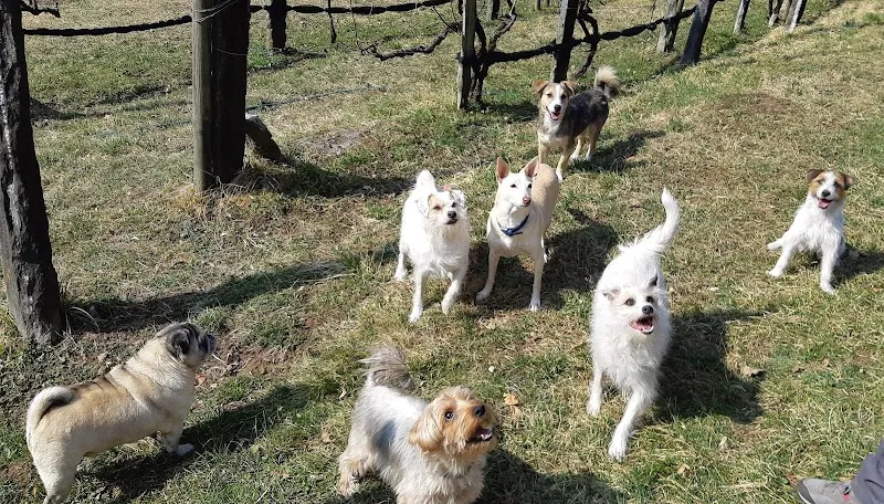 Una vita — Katzenpension in Aurigeno, Tessin. Bewertung 4.9/5.