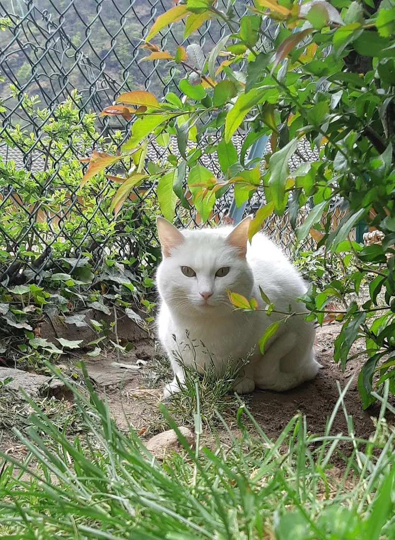 Una vita — Pension pour chats, Aurigeno, Tessin. Foto 2