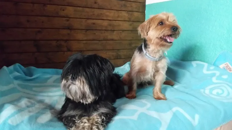 Una vita — Pension pour chats, Aurigeno, Tessin. Foto 3