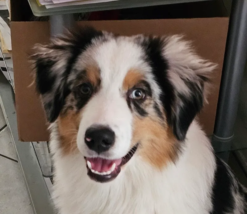 Zampe Felici Resort — Katzenpension, Losone, Tessin. Foto 2