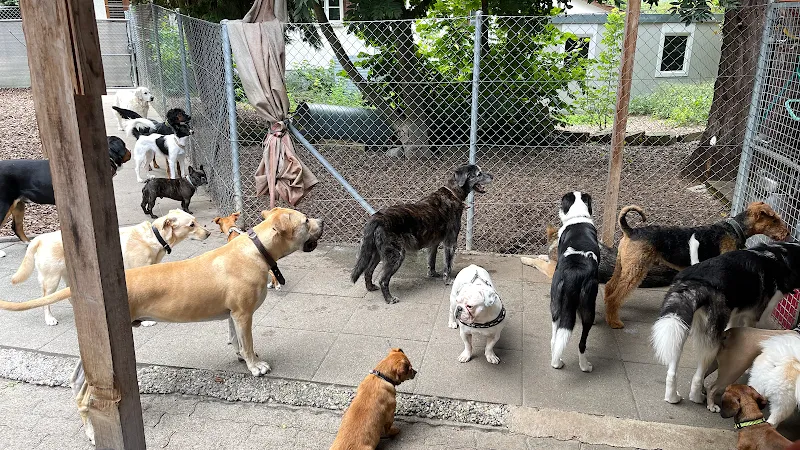 Anydog GmbH — Katzenpension in Müllheim, Thurgau. Bewertung 4.8/5.