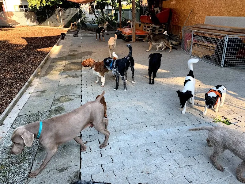 Anydog GmbH — Katzenpension, Müllheim, Thurgau. Foto 2