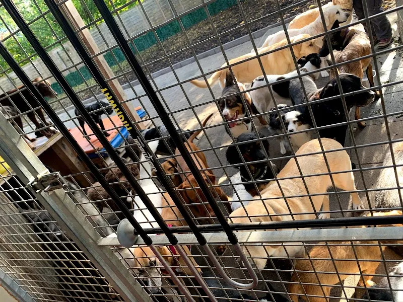 Anydog GmbH — Katzenpension, Müllheim, Thurgau. Foto 3