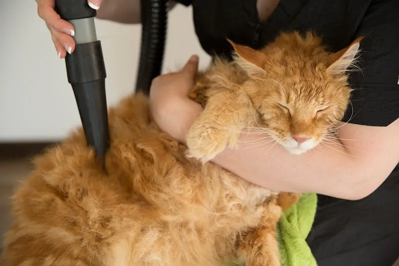CATWALK Grooming, Spa für Ihre Katze — Katzenpension in Romanshorn, Thurgau. 
