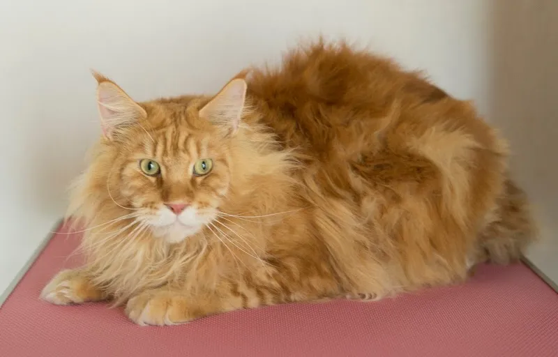 CATWALK Grooming, Spa für Ihre Katze — Pension pour chats, Romanshorn, Thurgovie. Foto 2