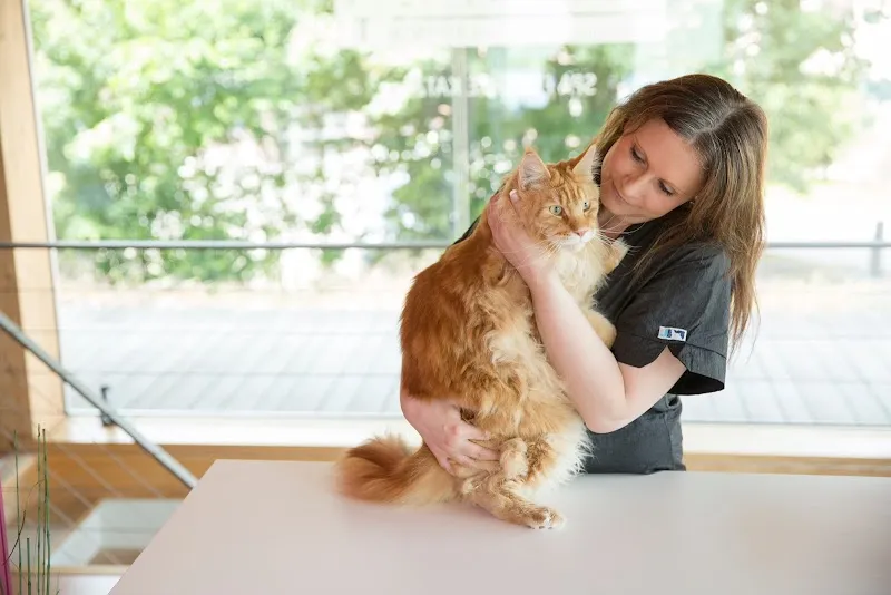 CATWALK Grooming, Spa für Ihre Katze — Pension pour chats, Romanshorn, Thurgovie. Foto 3