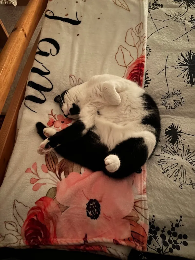 Chatzechoerbli — Katzenpension in Frauenfeld, Thurgau. Bewertung 5.0/5.