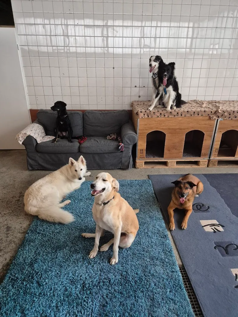Happy Dogcare GmbH — Katzenpension in Ellikon an der Thur, Zürich. Bewertung 5.0/5.
