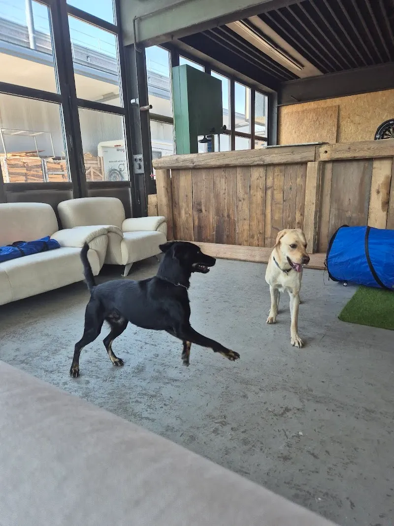 Happy Dogcare GmbH — Katzenpension, Ellikon an der Thur, Zürich. Foto 2