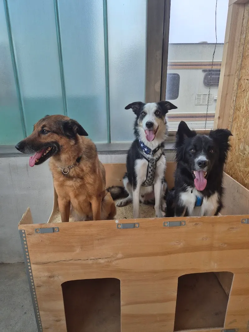 Happy Dogcare GmbH — Katzenpension, Ellikon an der Thur, Zürich. Foto 3