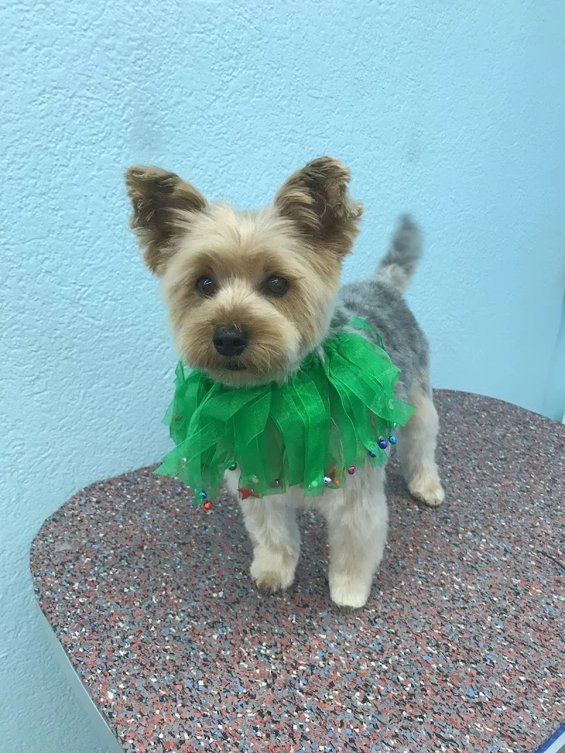 Hunde- und Katzenpflege Stefanie Carniel und Jenny Korac — Katzenpension in Frauenfeld, Thurgau. Bewertung 4.7/5.