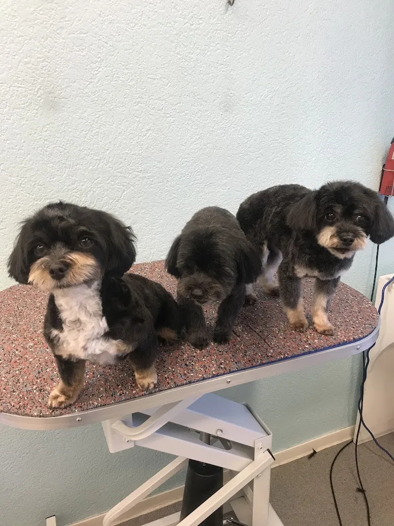 Hunde- und Katzenpflege Stefanie Carniel und Jenny Korac — Katzenpension, Frauenfeld, Thurgau. Foto 2