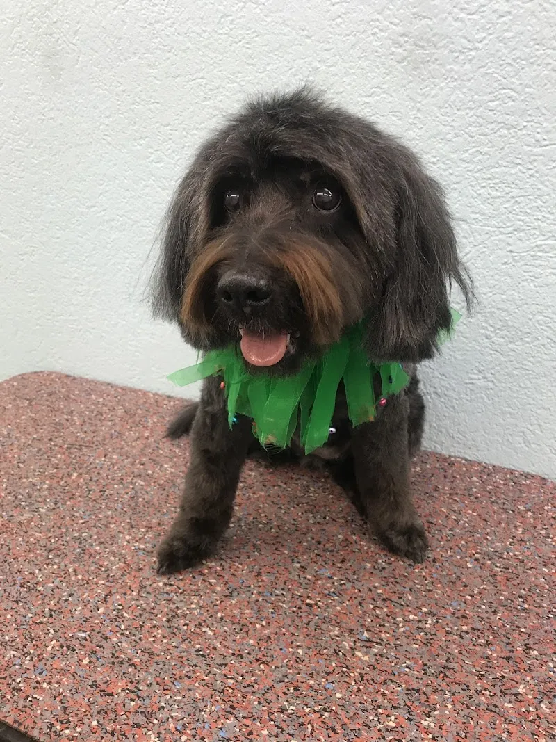 Hunde- und Katzenpflege Stefanie Carniel und Jenny Korac — Katzenpension, Frauenfeld, Thurgau. Foto 3