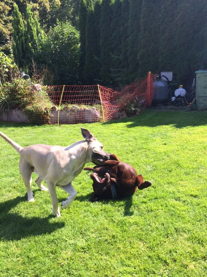 Michel p&s — Katzenpension in Schachen bei Herisau, Appenzell Ausserrhoden. 