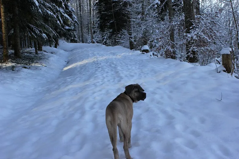 Michel p&s — Pension pour chats, Schachen bei Herisau, Appenzell Rhodes-Extérieures. Foto 2
