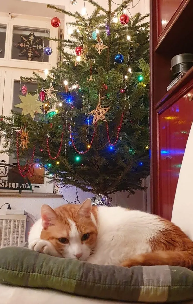 Katzenfreunde Oberthurgau — Katzenpension in Arbon, Thurgau. Bewertung 4.8/5.