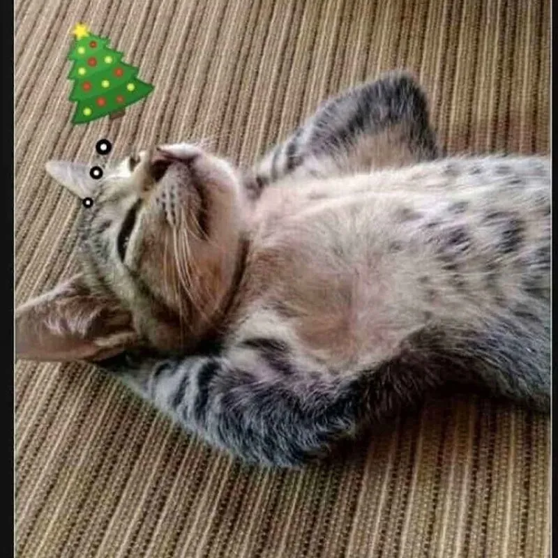 Katzenfreunde Oberthurgau — Katzenpension, Arbon, Thurgau. Foto 2