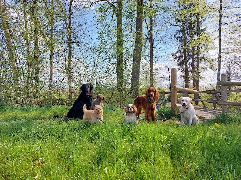Steffis Haustier Betreuung — Katzenpension, Opfershofen, Thurgau. Foto 3