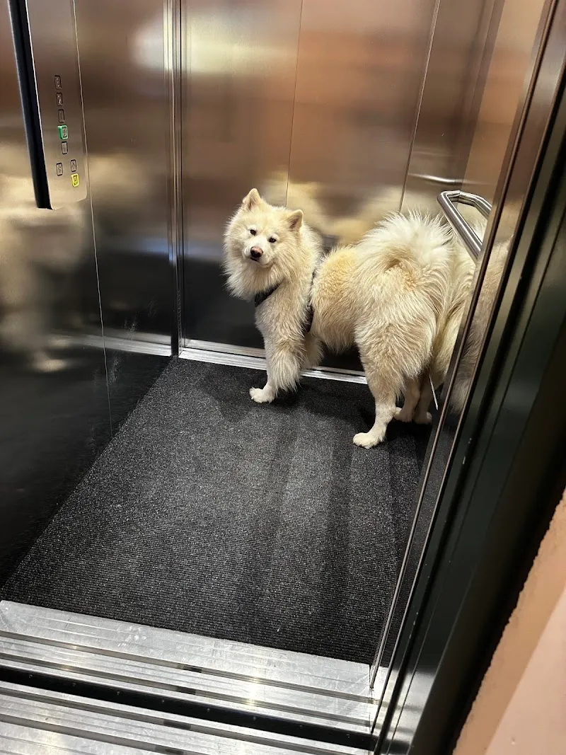 Wau Miau mit Elmira — Katzenpension in Frauenfeld, Thurgau. Bewertung 5.0/5.