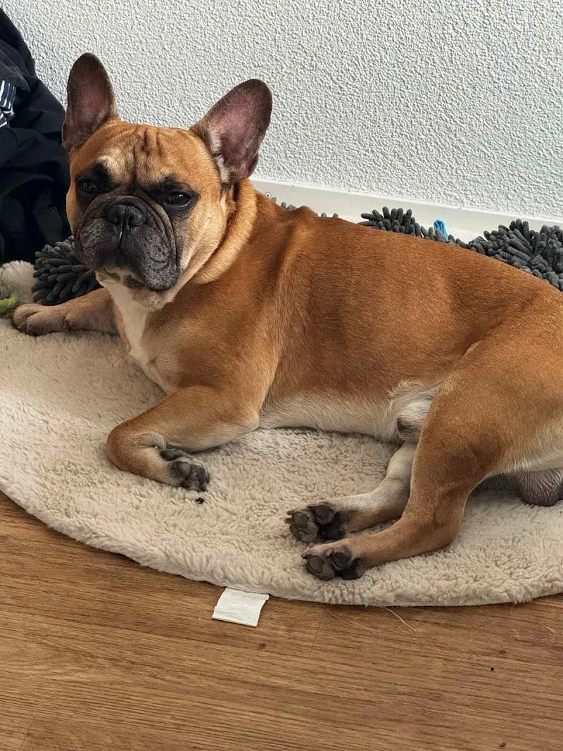 Wau Miau mit Elmira — Pension pour chats, Frauenfeld, Thurgovie. Foto 2