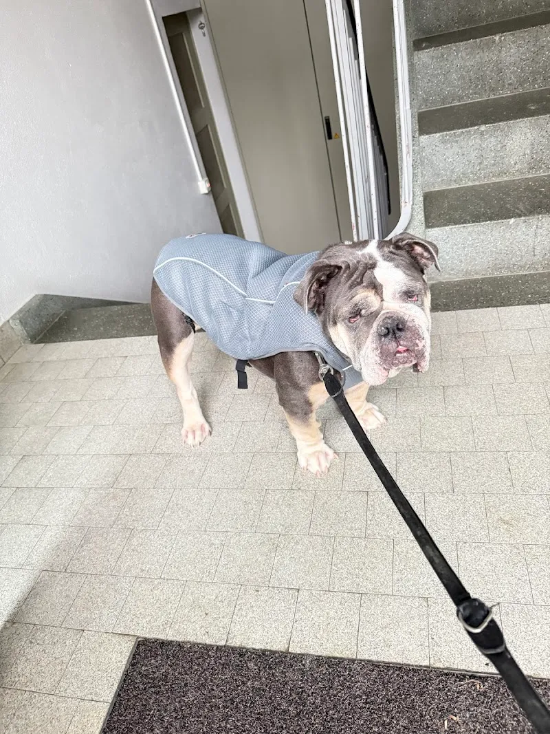 Wau Miau mit Elmira — Pension pour chats, Frauenfeld, Thurgovie. Foto 3