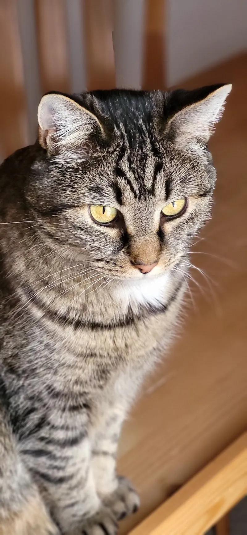 Chatzehüsli — Katzenpension in Frauenfeld, Thurgau. Bewertung 5.0/5.