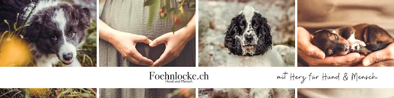 Foehnlocke GmbH — Katzenpension in Erstfeld, Uri. Bewertung 5.0/5.