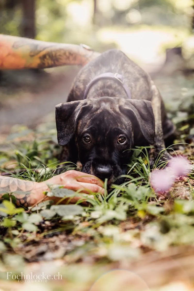 Foehnlocke GmbH — Katzenpension, Erstfeld, Uri. Foto 2